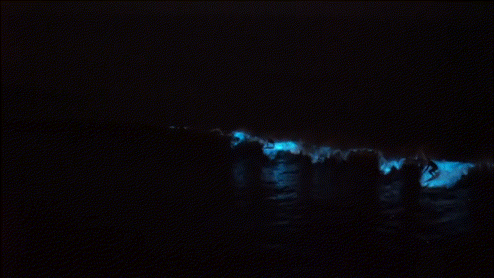 Bioluminescent waves caused by Lingulodinium polyedra
